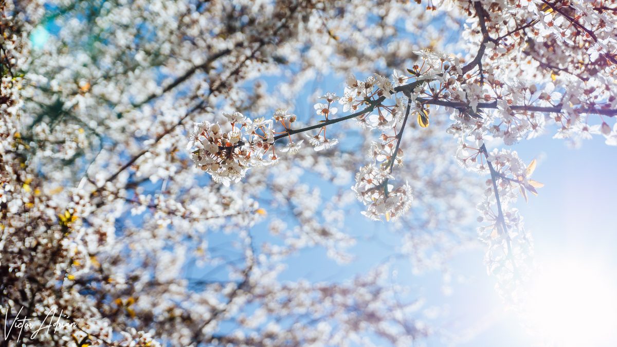Cuando el amor nos sorprenda