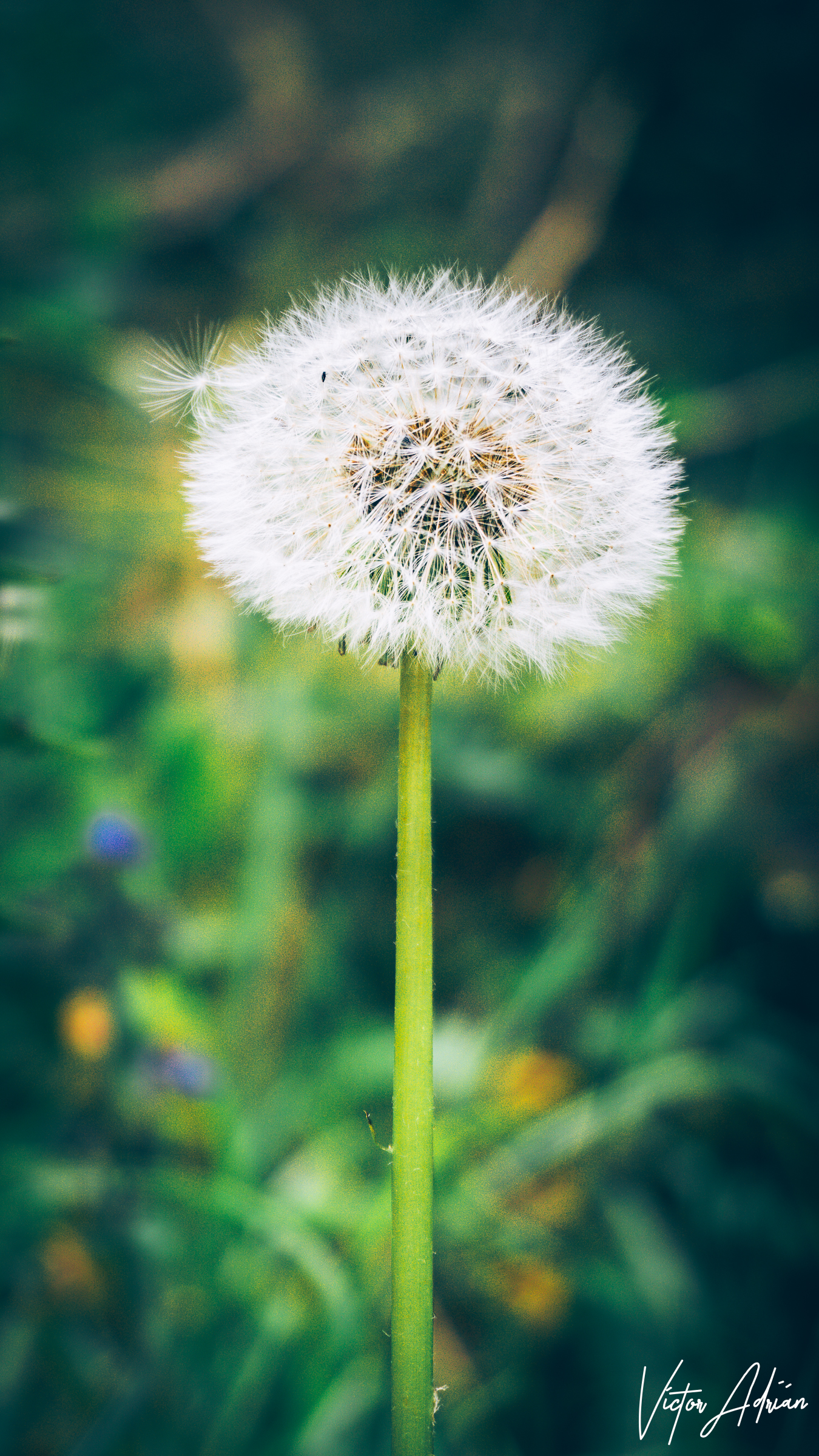 Dale vida a tus sueños