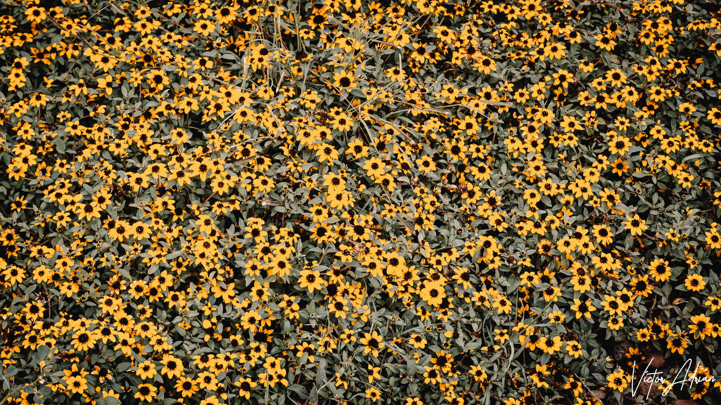 Estrellas