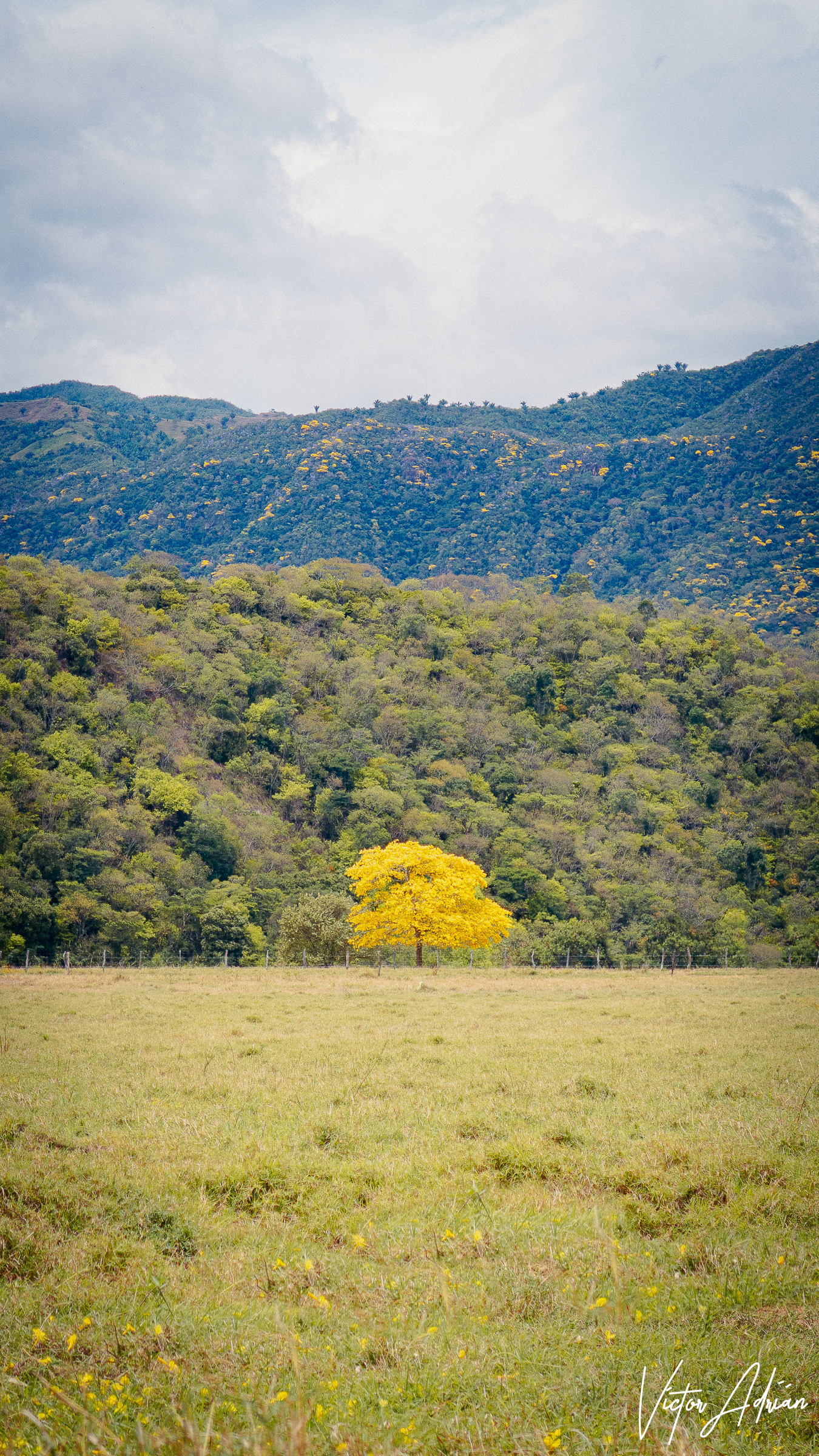 Yo te vi en amarillo: Extraordinario