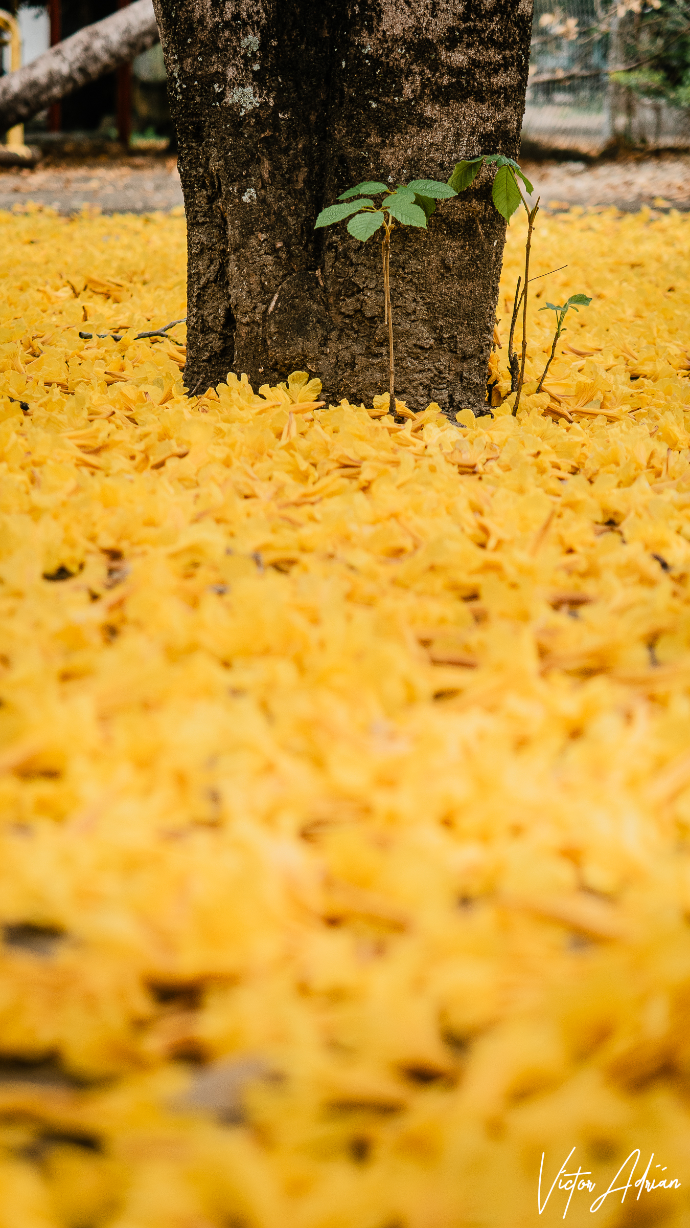 Yo te vi en amarillo: Grandeza