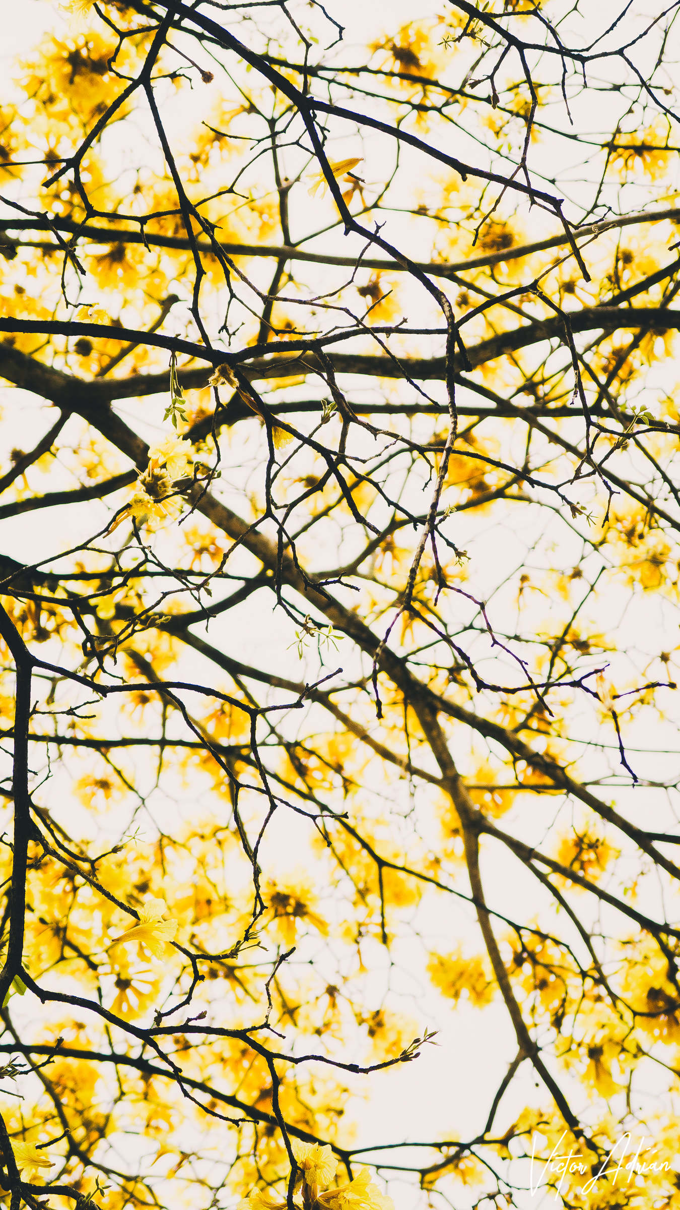 Yo te vi en amarillo: Infinidad