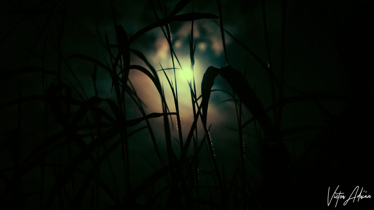 Vida de colores: Blanca y negra