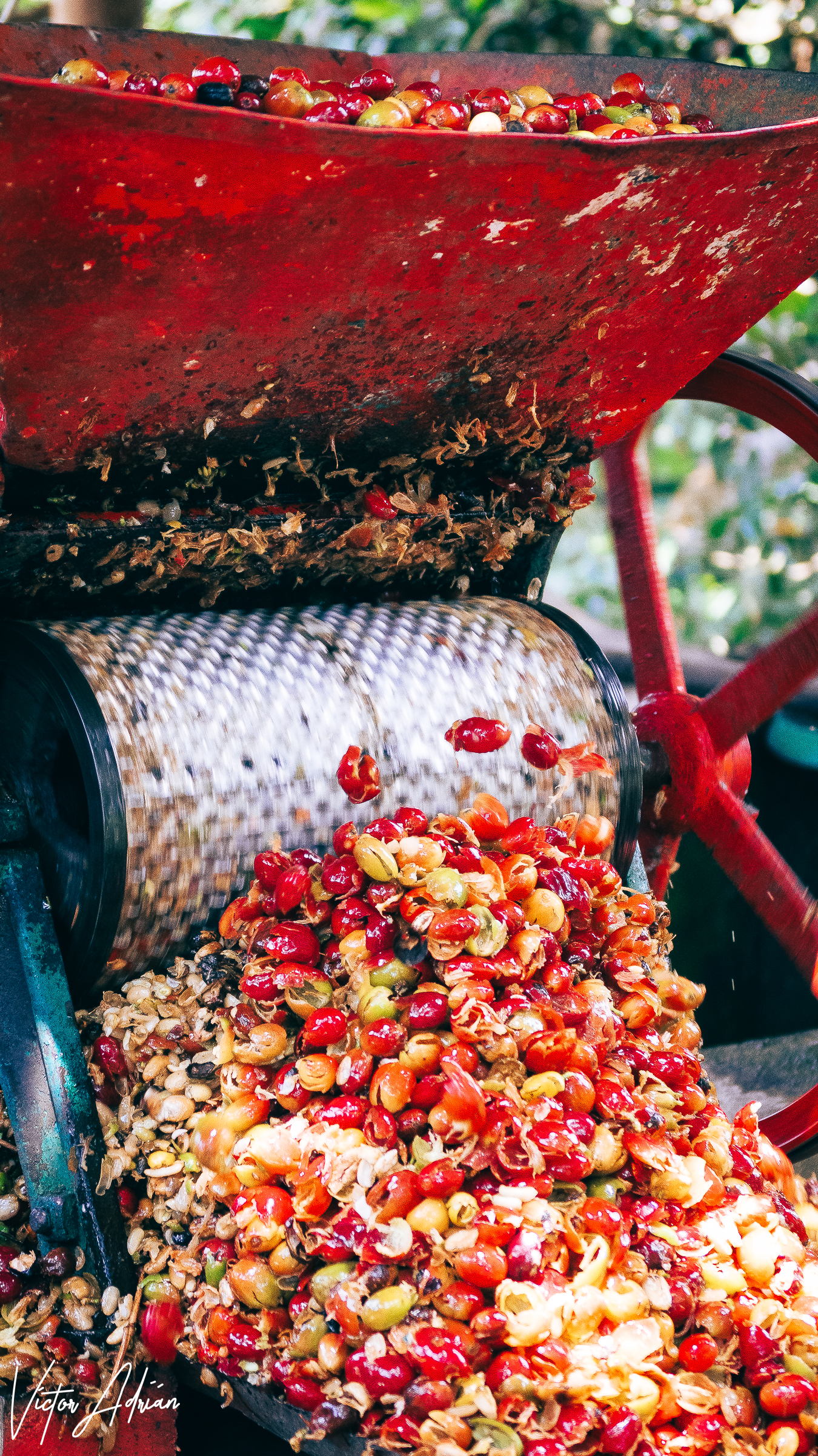 Vida de colores: Roja