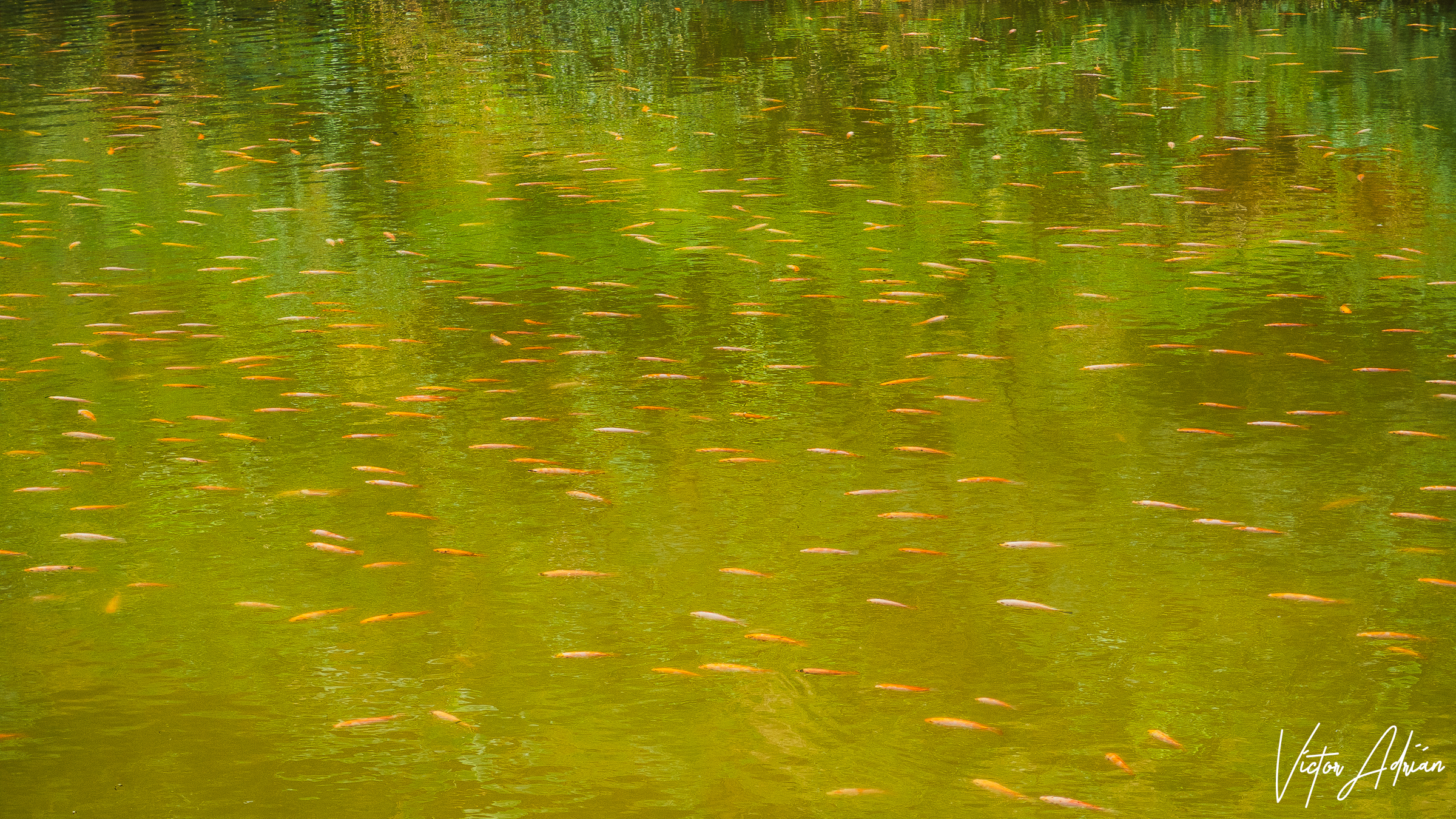 Vida de colores: Verde