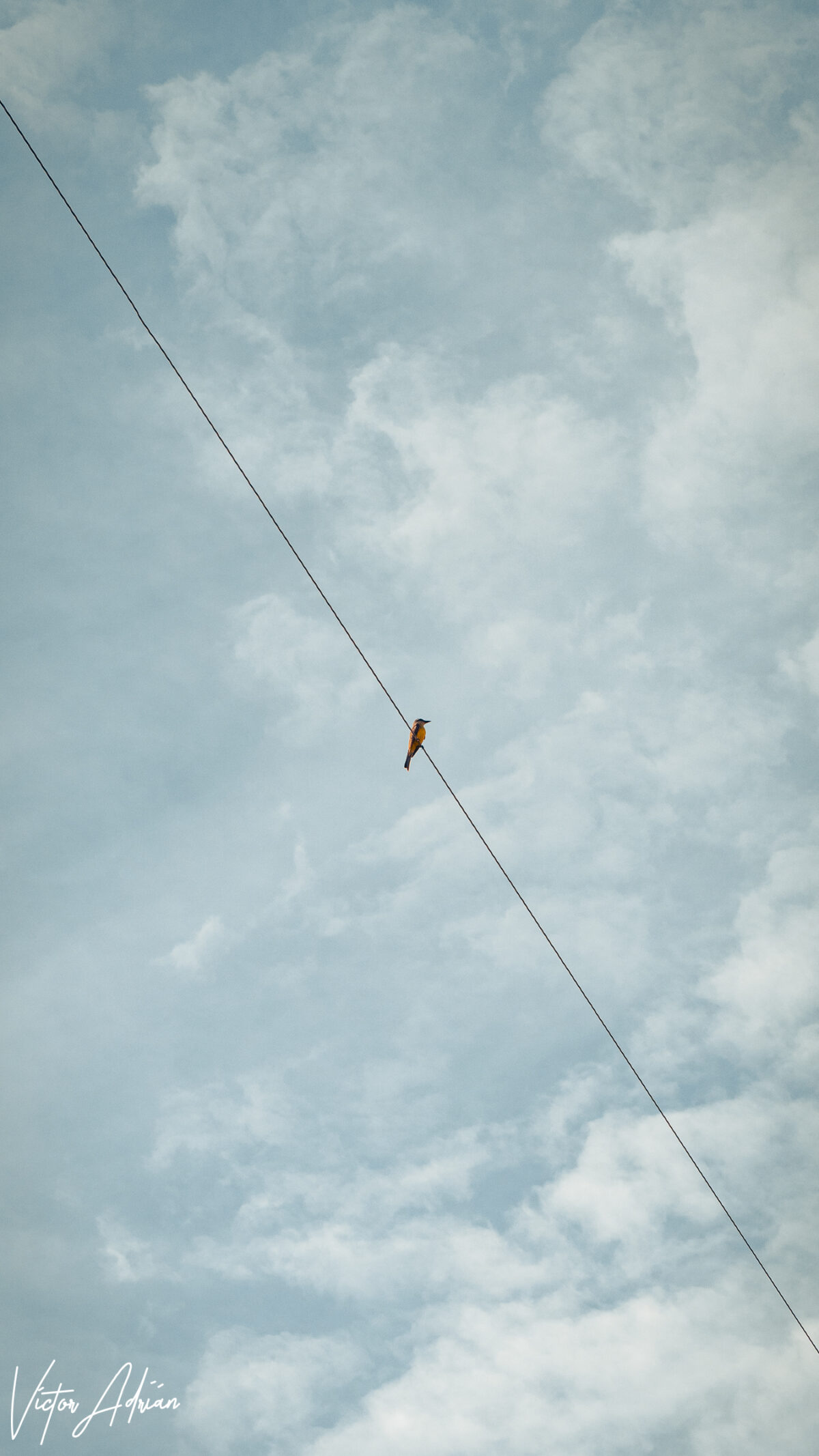 Not alone