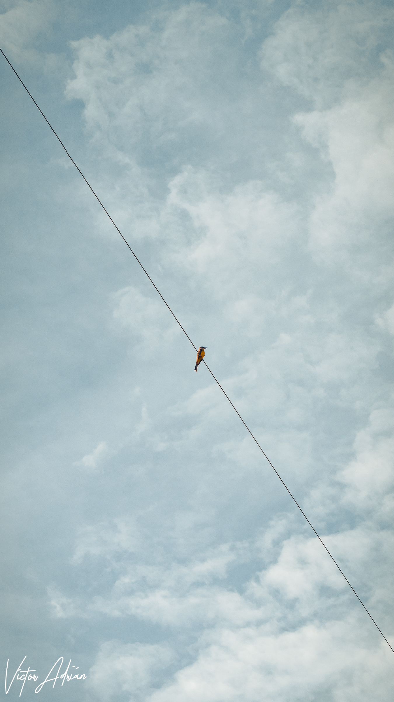 Not alone